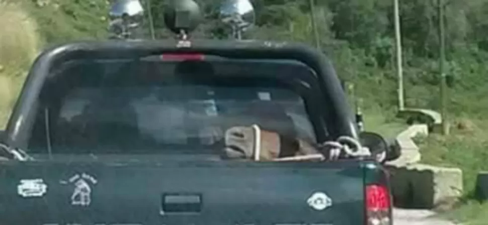 IMPRUDENCIA. El animal viajaba acostado en la parte trasera de la camioneta.-