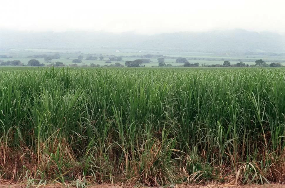 PLAN DE CULTIVO DE CAÑA DE AZÚCAR. A diferencia de años anteriores, se observaron campos cerrados y con buena progresión en esta temporada. la gaceta / fotos de archivo