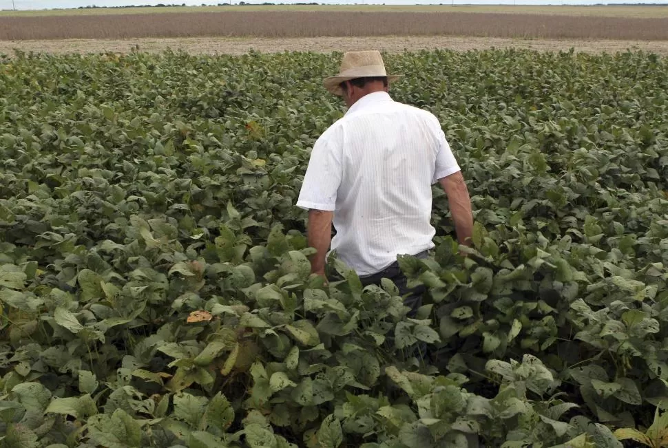 ARGENTINA. Muchos campos quedarán sin producir durante este año.  