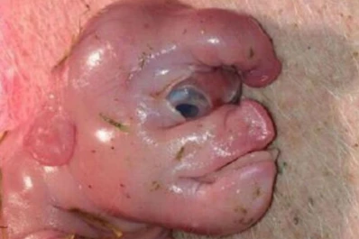 Una extraña criatura mutante conmociona a China