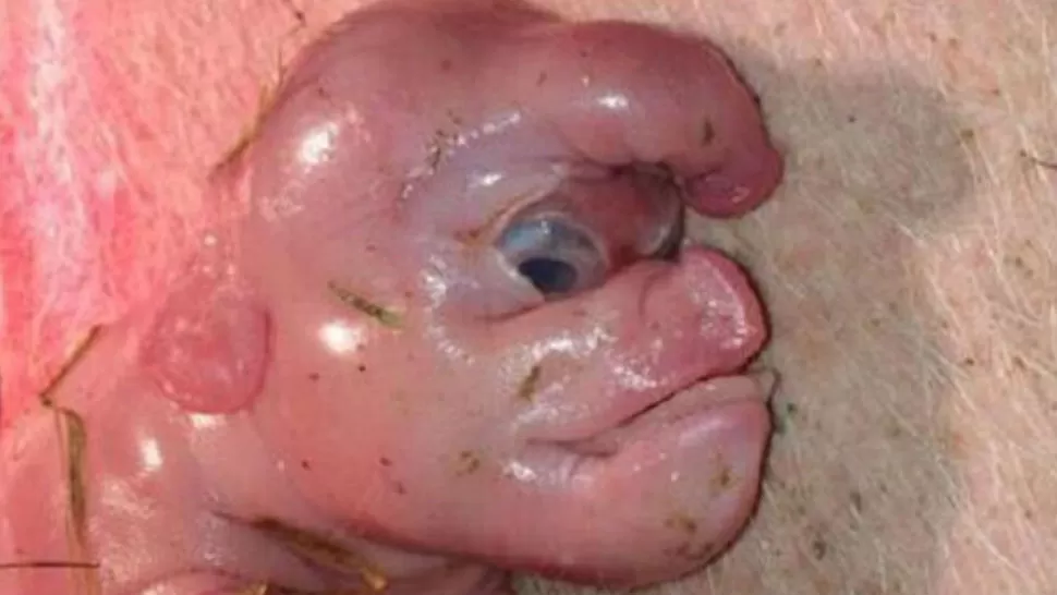 RARO. El animal, que nació en la ciudad china de Nanning, tenía un rostro humano y una formación extraña que se asemeja a la de un pene en su frente.