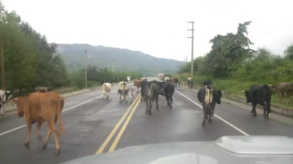 En Tafí del Valle, los animales se adueñaron de las rutas