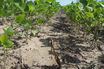 La implantación del cultivo dependió mucho de la calidad y del tipo de semilla que se usó