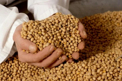 Si el clima ayuda, la producción nacional podría ser récord