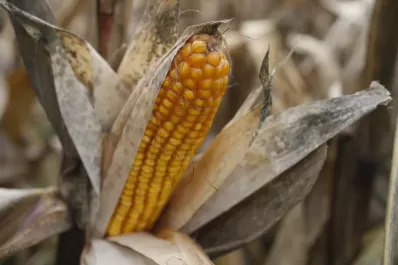 El nuevo informe del USDA no generó gran impacto en los precios mundiales