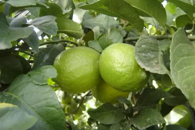 Preparan el primer simposio sobre cítricos en Concordia, Entre Ríos