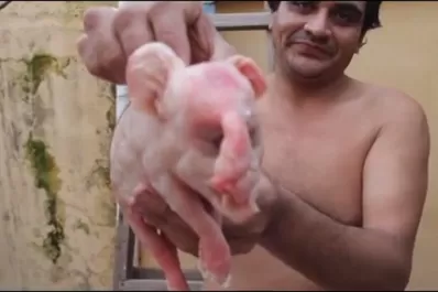 Nació un “chancho elefante” en Alberdi