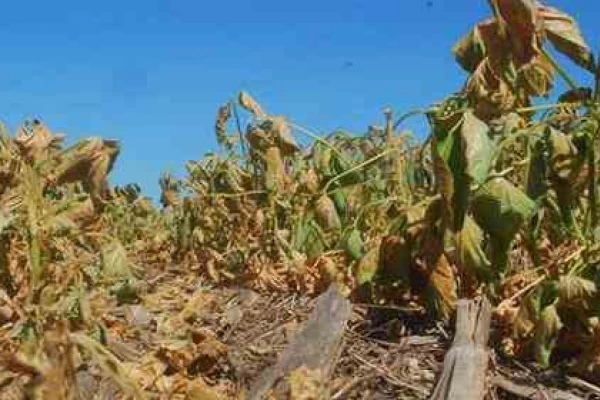 “En el Este existe un déficit hídrico  de hasta 120 mm”