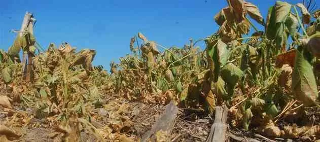 DAÑOS IRREVERSIBLES. Los daños de sequía en soja pueden llegar a darse si las lluvias no siguen apareciendo y las temperaturas aumentan.  