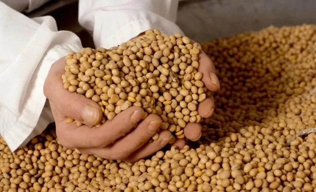 ESPERANZAS. Los pronósticos dan cuenta de que las sojas llegarán a término con buenos rendimientos, siempre que el clima acompañe al cultivo.   