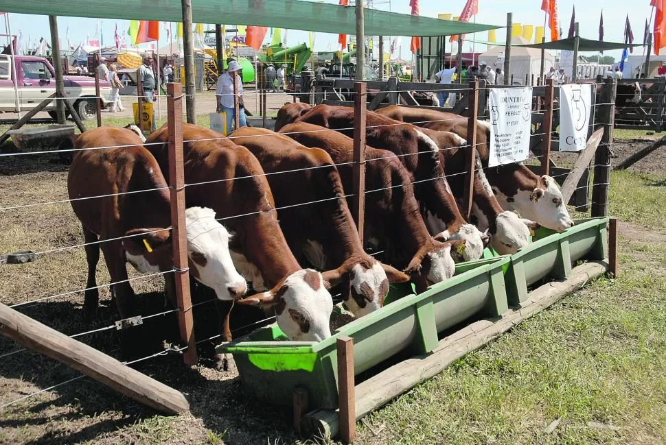 RAZAS. Bovinos de buena calidad se verán en el predio de El Umbral. expoagro