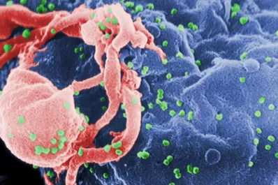 Prueban un método para prevenir el contagio del VIH en primates