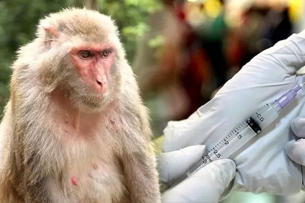 Lograron una vacuna que bloquea el contagio de HIV en monos