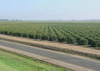 PUNTO DE ATAQUE. En las fincas, las plantas están llenas de fruta.  