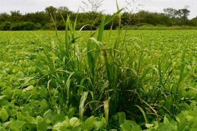 El monitoreo ayuda al control de las malezas