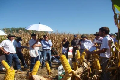 Presentan tres nuevos maíces híbridos con tecnología de punta