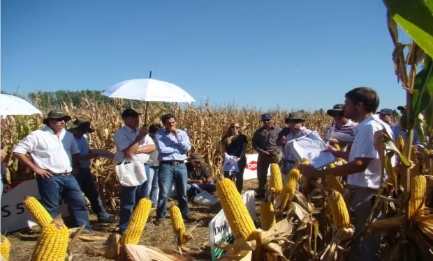 HÍBRIDOS. Los productores vieron las virtudes de los nuevos maíces.  