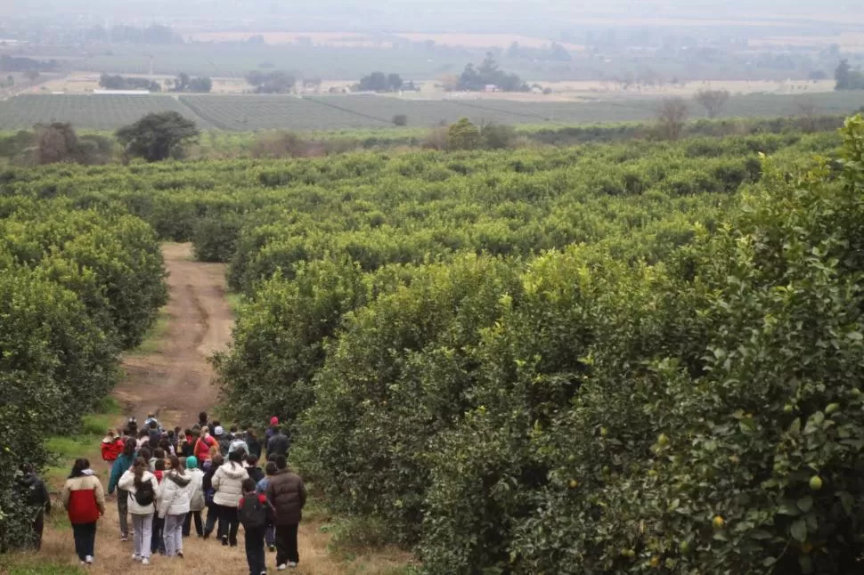 ENTRE EL DÍA Y LA NOCHE. Un grupo de jóvenes recorre una finca limonera, sin saber que a la noche los ladrones de fruta serán los dueños por unas horas. la gaceta / archivo 