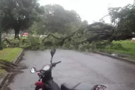Fuertes vientos provocaron la caída de árboles