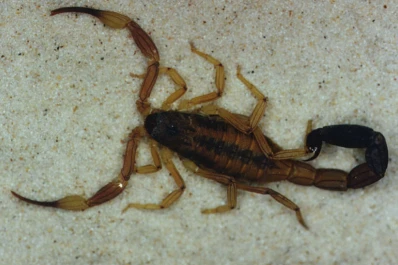 Santiago del Estero: lo picó un escorpión cuando iba en colectivo