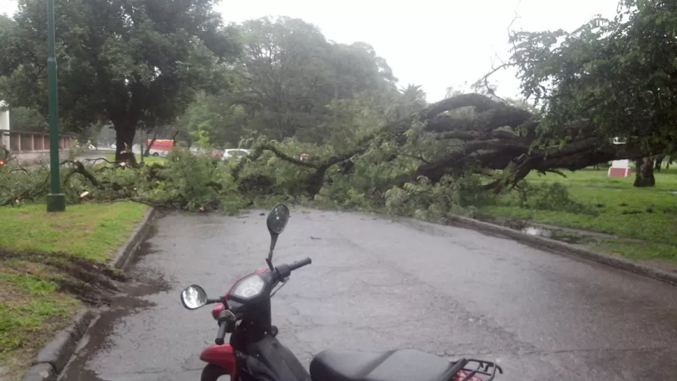 PARQUE 9 DE JULIO. El tránsito se vio interrumpido en avenida Los Tarcos, frente al ingreso de la Facultad de Psicología. FOTO ENVIADA POR UN LECTOR