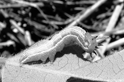 Al final de febrero proliferaron las orugas defoliadoras en cultivos de soja