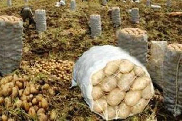 El exceso de producción en el sudeste bonaerense deprime el valor del producto