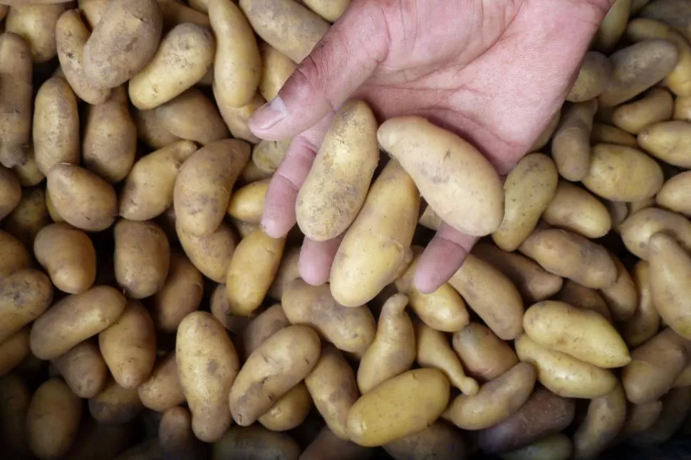 RENDIMIENTOS NOTABLES. Los productores de papa buscan lograr buenos rendimientos y calidad para defender la rentabilidad del cultivo. la gaceta / foto de osvaldo ripoll