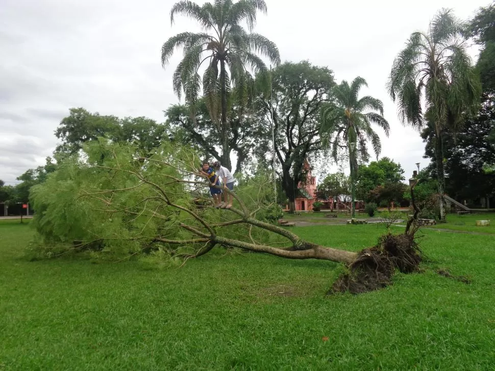 EL VIENTO LO ARRANCÓ DE RAÍZ . Los vecinos denuncian que en Alpachiri la tala de árboles está descontrolada y perjudica a toda la región. la gaceta / foto de rodolfo casen 