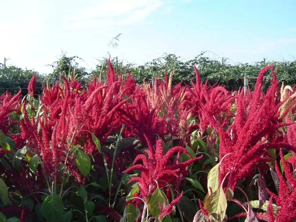 AMARANTO. Labradores quieren recuperar el cultivo por su versatilidad. panoramaagrario.com