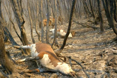 Sin control, el incendio en Chubut podría alcanzar al Parque Nacional Los Alerces