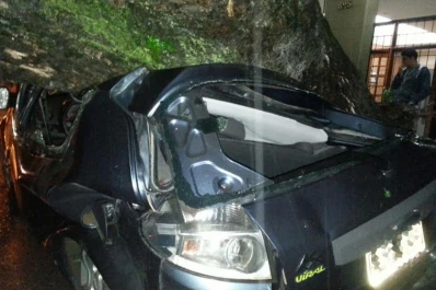 Un viejo árbol se desplomó sobre un Ford K en cercanías del centro