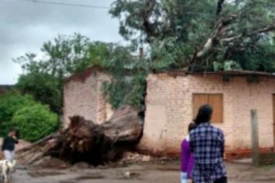 Un árbol partió en dos a una casa