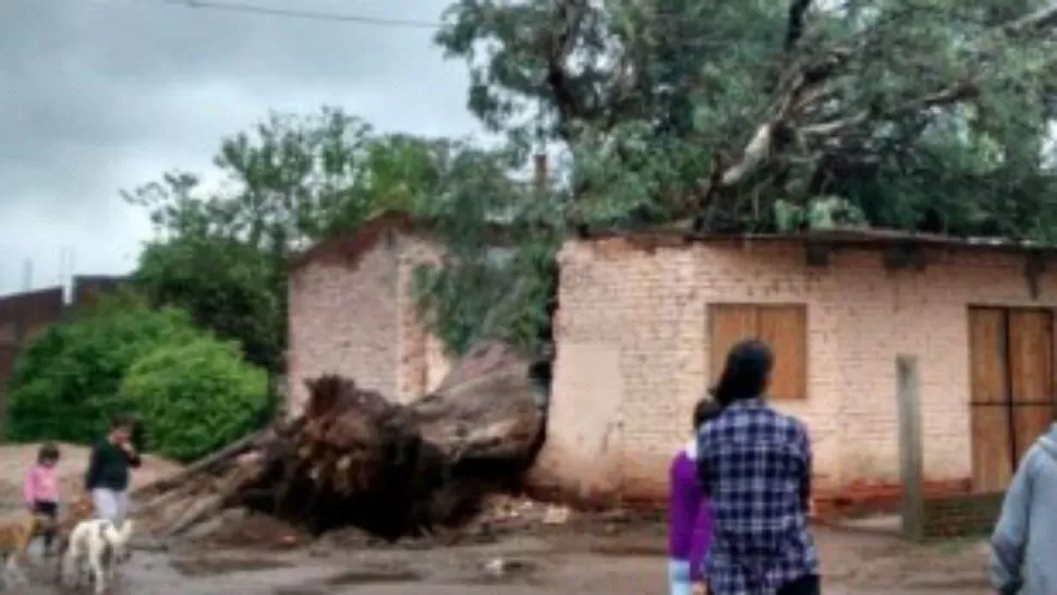 Un árbol partió en dos a una casa