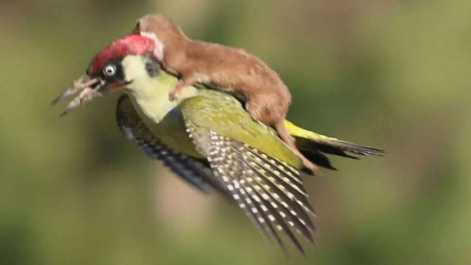 IMAGEN TOMADA DE TWITTER