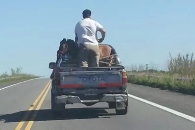 Trasladaron un pony en camioneta