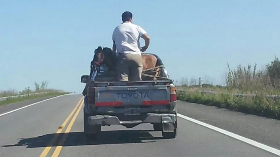 SIN SEGURIDAD. El animal debería haber sido trasladado en un trailer especial. FOTO ENVIADA POR UN LECTOR