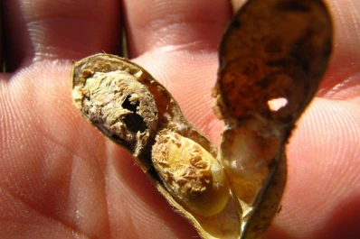 El picudo (R. subtilis) produce daños de hasta el 100% en el rendimiento de la soja