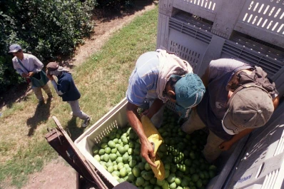 Es vital preservar la calidad del limón durante la cosecha