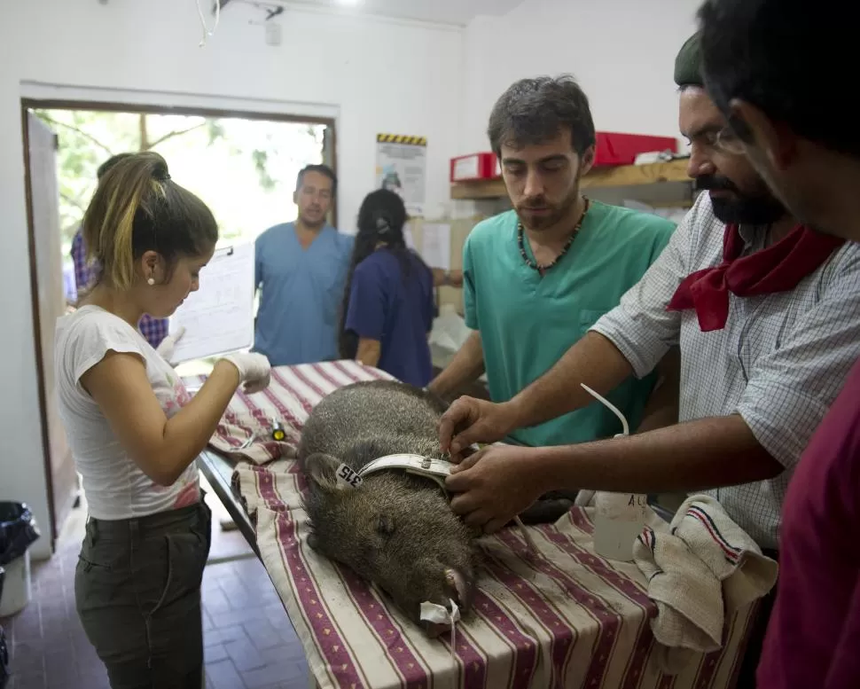 PREPARATIVOS. El equipo de veterinarios controla y le coloca un radio collar a uno de los pecaríes antes del viaje.  