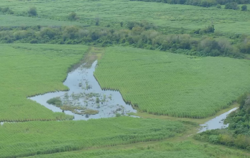 CONSECUENCIA. La intensidad de las tormentas impide el drenaje de los suelos, por lo que numerosas plantaciones acumulan agua en su interior. la gaceta / foto de osvaldo ripoll 