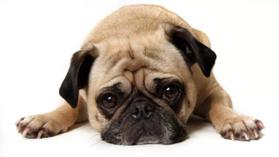 La tierna reacción de una perrita al ver a su dueño luego de dos años