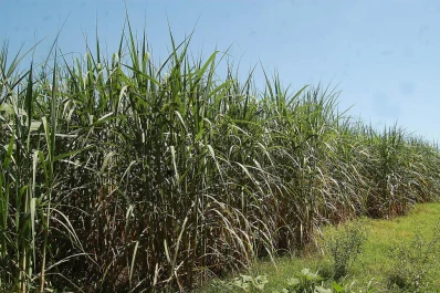 Detectan distintas afecciones en los cultivos de caña de azúcar, debido a las circunstancias ambient