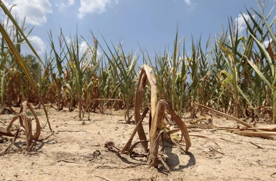 DESEQUILIBRIO. La sequía de 2013 obligó a racionalizar al máximo el uso del agua para no resentir el riego. reuters (archivo)