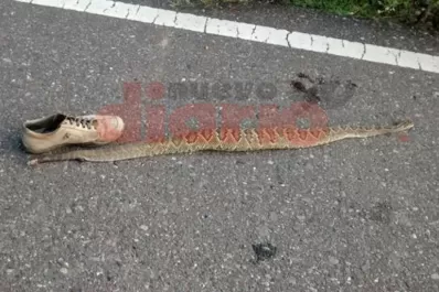 Santiago: después del agua, llegaron las serpientes