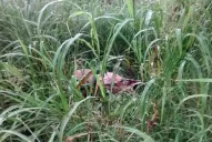 La mujer hallada muerta habría recibido un hachazo en la cabeza, según la fiscala Reinoso Cuello