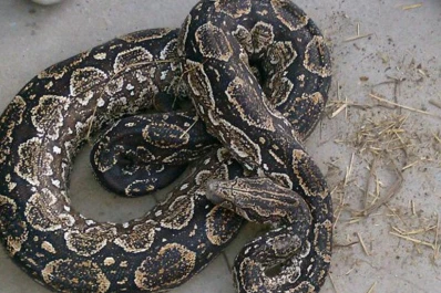 Las placas de Crónica por la boa perdida en Banfield fueron furor en las redes