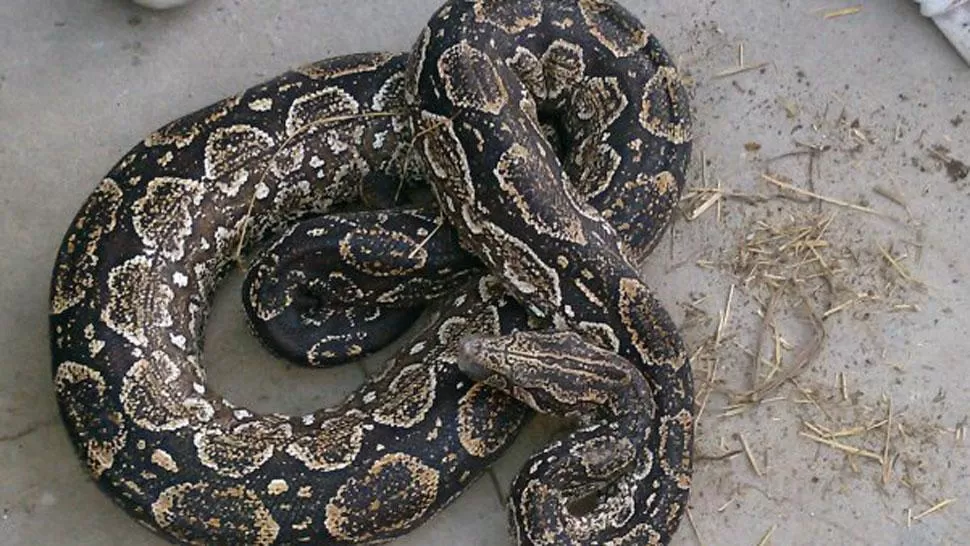 Las placas de Crónica por la boa perdida en Banfield fueron furor en las redes