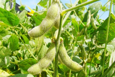 Maíz: es una pieza clave contra las enfermedades