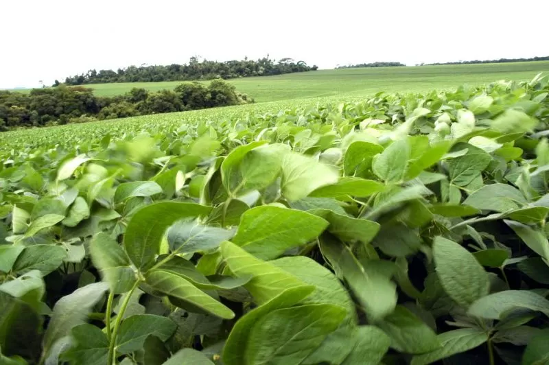 SIN COSAS EXTRAÑAS. La correcta sanidad de las plantas es un elemento que puede dar indicios sobre el resultado productivo que logrará el agricultor.  